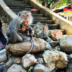 Angry monkey with infant sitting on rock by staircase