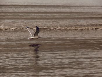 Seagull swimming in sea