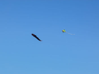 Low angle view of birds flying in sky