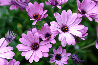 Close-up of pink flowers