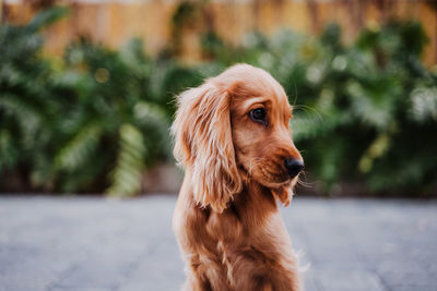 Close-up portrait of a dog