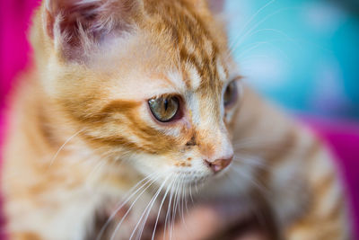 Close-up of a cat looking away