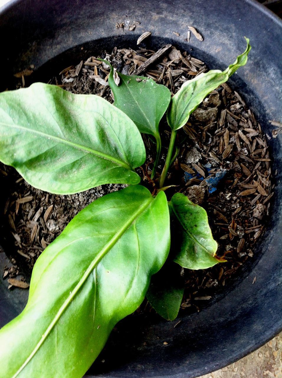 leaf, green color, plant, growth, high angle view, close-up, nature, potted plant, leaf vein, freshness, green, no people, growing, day, outdoors, leaves, dirt, field, fragility, ground