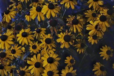 Full frame shot of yellow flowering plant