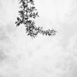 Low angle view of trees against cloudy sky