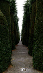 Narrow alley along plants