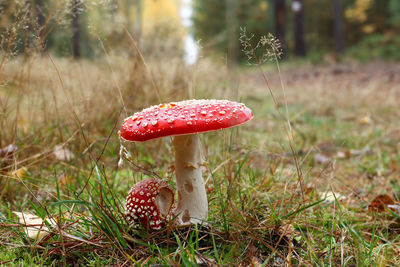 Small and big fly poison amanita