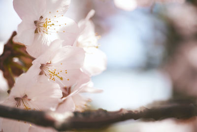 Close-up of white cherry blossom