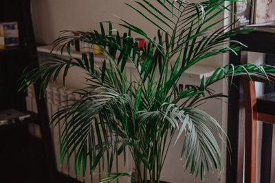 Close-up of potted plant against wall