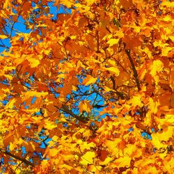 Low angle view of autumn leaves