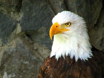 Close-up of a bird