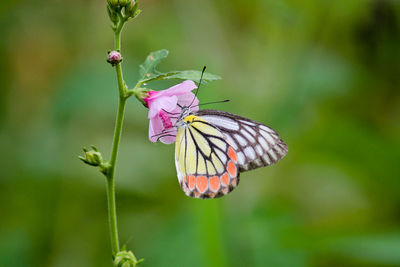 Close-up of common jezebel butterfly pollinating on pink flower