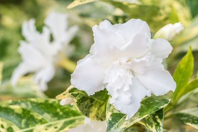 Close-up of white flowering plant