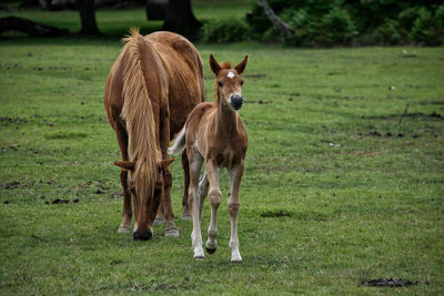 Horses in a field