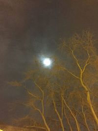 View of trees at night