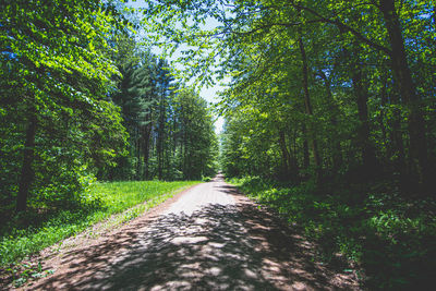 Road amidst trees in forest