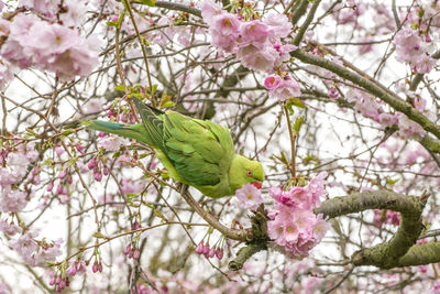 Low angle view of pink cherry blossom