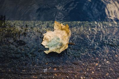 High angle view of autumn leaf on riverbank