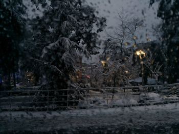 Trees and plants in city during winter