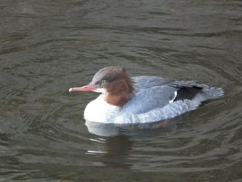 Bird swimming in lake