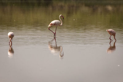 View of birds in water