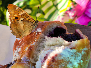 Close-up of butterfly on flower