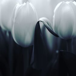 Close-up of white tulip blooming outdoors