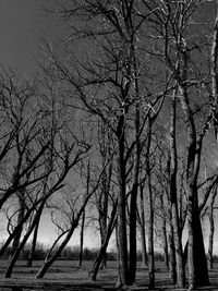 Trees against sky