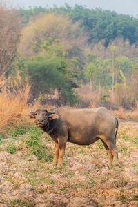 Side view of elephant in the forest