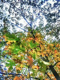 Low angle view of trees