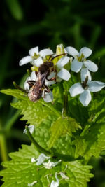 Close-up of bee pollinating on white flower