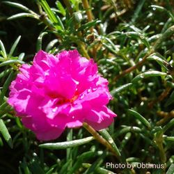 Close-up of pink flowers