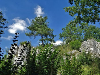 Low angle view of trees against sky