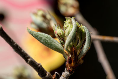 Close-up of flower buds