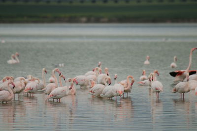 Flamingo birds in salt lake