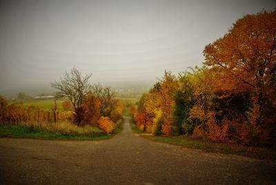 Road passing through forest