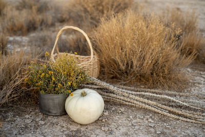 White pumpkin, wildflowers, dried cactus, basket in mojave desert earth autumn colors