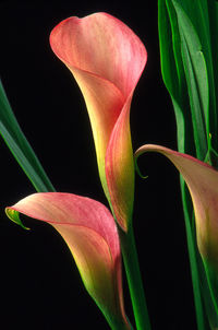 Close-up of pink day lily against black background