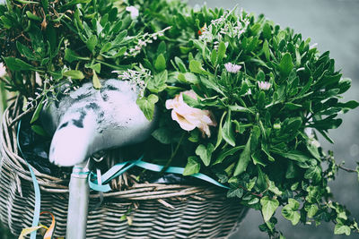 Close-up of plants in basket