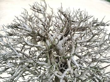 Close-up of frozen plant