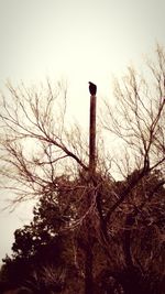 Low angle view of bare trees against sky