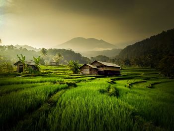 Scenic view of agricultural field against sky