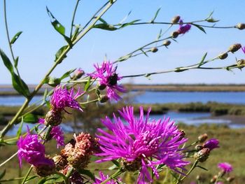 Close-up of pink flowers blooming against sky