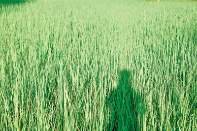 Full frame shot of crops on field