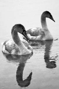 Swan swimming in lake