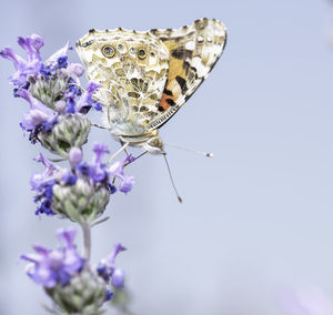 Close-up of butterfly on purple flower