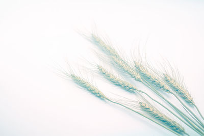 Close-up of feather over white background