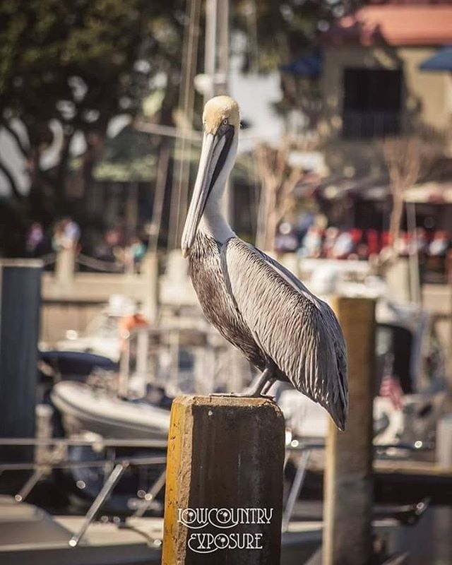 focus on foreground, close-up, metal, text, communication, western script, selective focus, city, day, street, outdoors, no people, incidental people, railing, metallic, hanging, pole, padlock, building exterior, still life