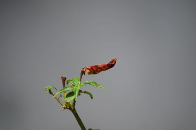 Close-up of insect on plant against white background