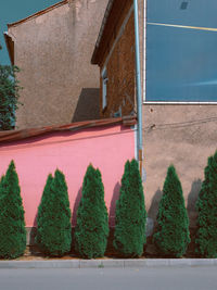 Ivy growing on wall by building against sky